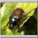 Phyllopertha horticola - Gartenlaubkaefer 02.jpg